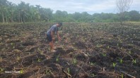 Bhabinkamtibmas Polsek Teluk Belengkong Pantau Tanaman Jagung Usia 3 Minggu, Wujud Nyata Dukung Swasembada Pangan
