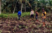 Bhabinkamtibmas Desa Beringin Mulya Pantau Perkembangan Jagung di Griya Mukti Jaya
