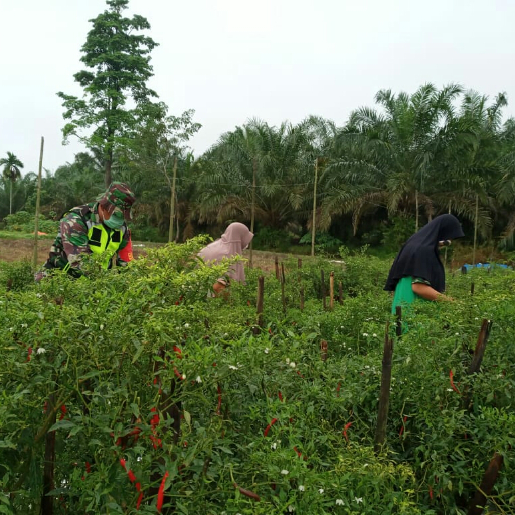TNI Selalu Ada untuk Para Petani, Berikan Pembinaan dan Pendampingan