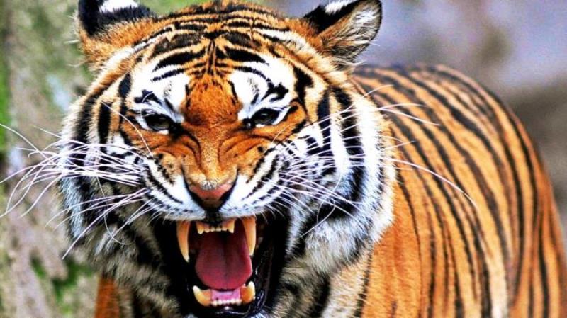 BKSDA Turun Mengecek Dugaan Jejak Harimau di Desa Petala Bumi Inhu, Ini Hasilnya
