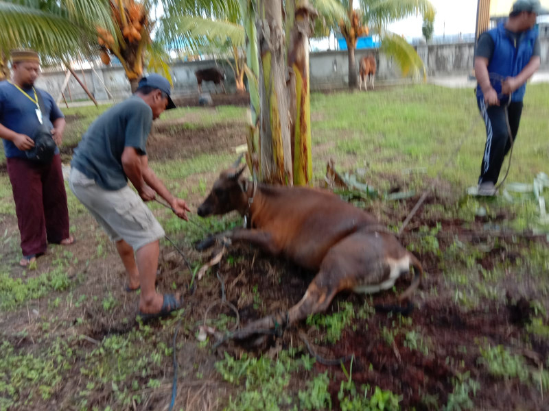 Jamaah Masjid Istiqomah Potong 1 Ekor Sapi