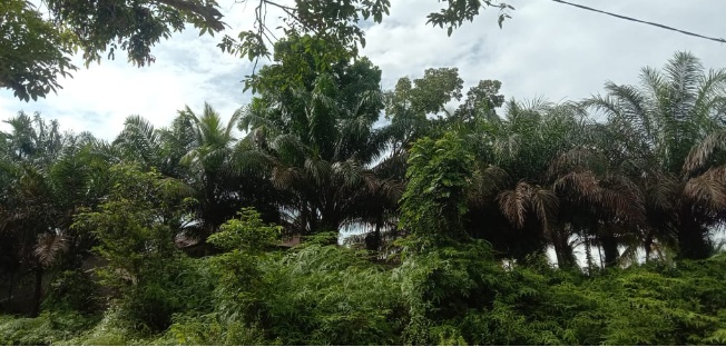 Zulfajri, Minta Komisi 2 Dan BK DPRD Kuansing Panggil Solehuddin Atas Pernyataannya.