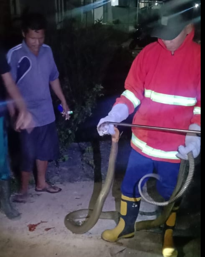 Heboh, Personel KPBD Evakuasi Ular Cobra Sepanjang Empat Meter di Perumahan BSD Pematang Reba