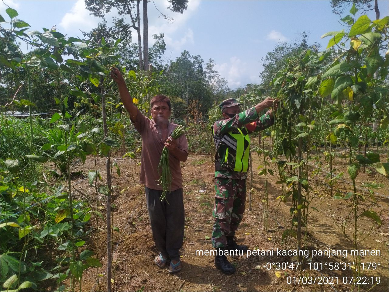 Ikut Panen Kacang Panjang, Petani Sebut Masyarakat Harus Bangga Kepada TNI
