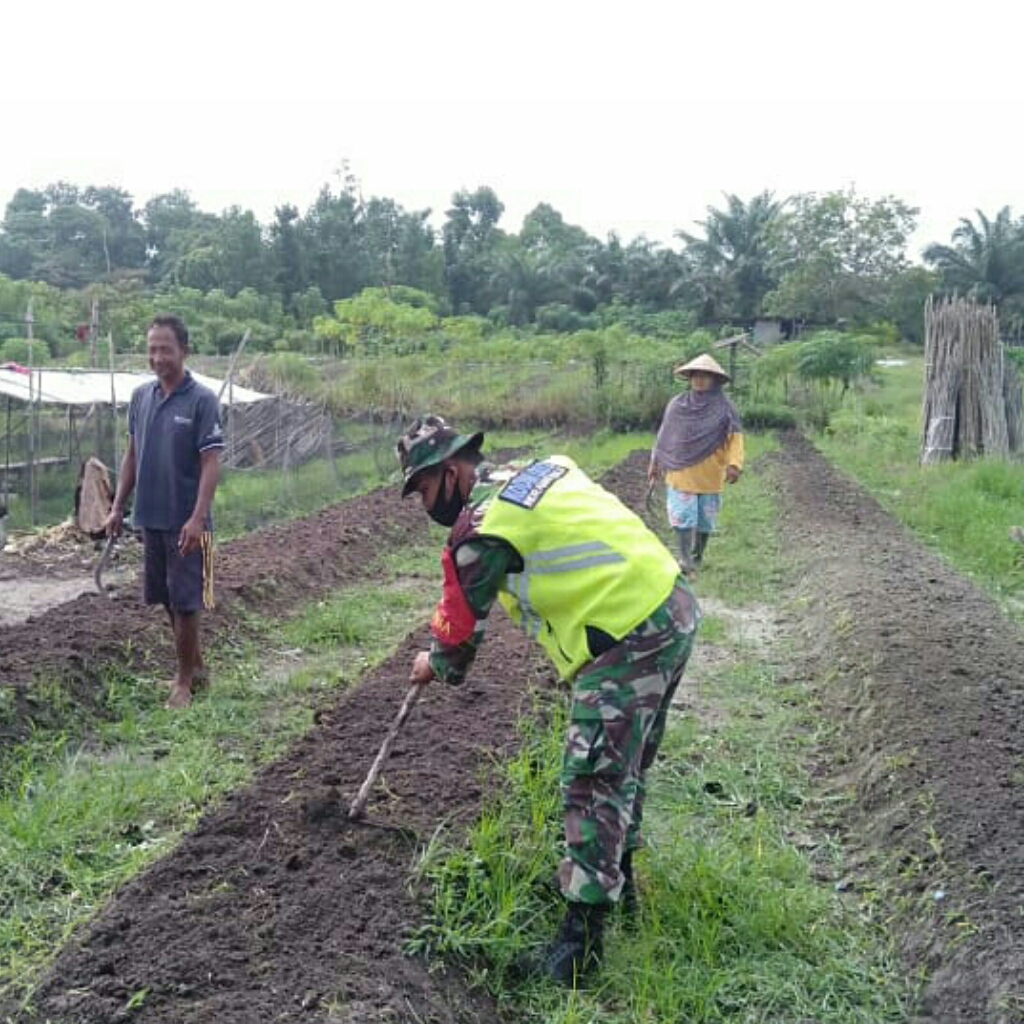 Petani Jagung Dapat Kunjungan Komsos dari Babinsa J.A Sitorus