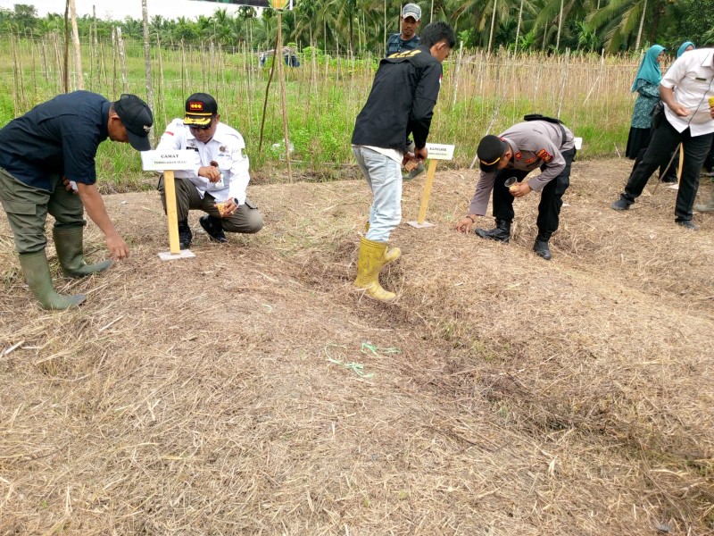 Kapolsek dan Camat Tembilahan Hulu Tanam Jagung, Wujudkan Ketahanan Pangan di Indragiri Hilir