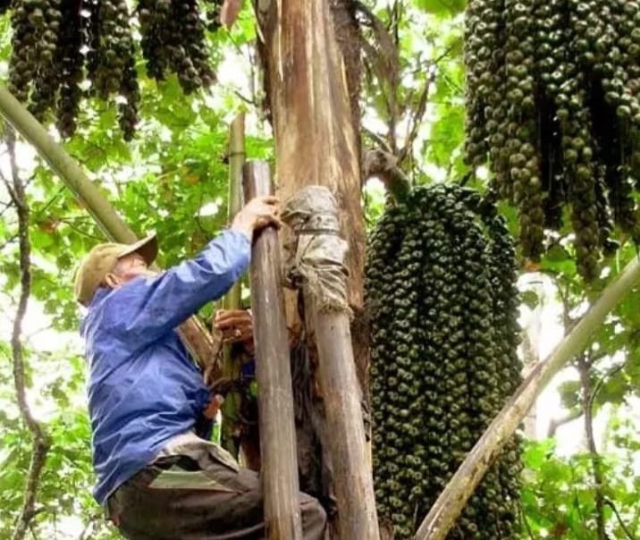 Proses Tradisional Pembuatan Gula Aren: Warisan Leluhur Yang Tetap Bertahan Di Tengah Arus Modernisasi