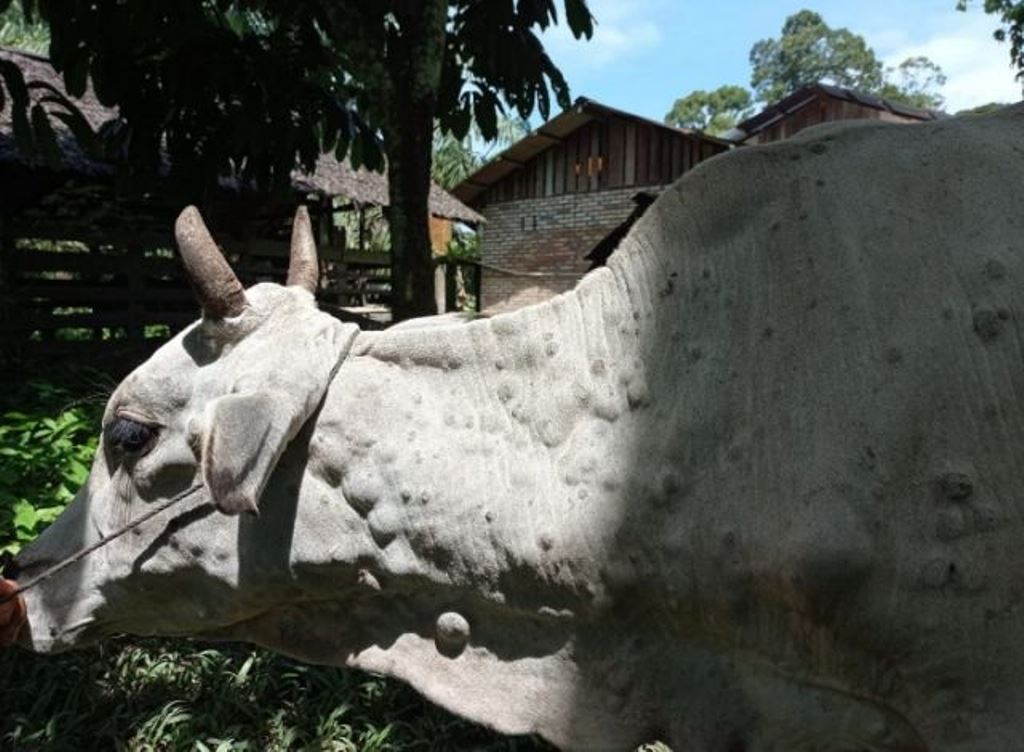 18 Sapi di Inhu Diduga Kena Penyakit Langka Seperti Dialami Malaysia