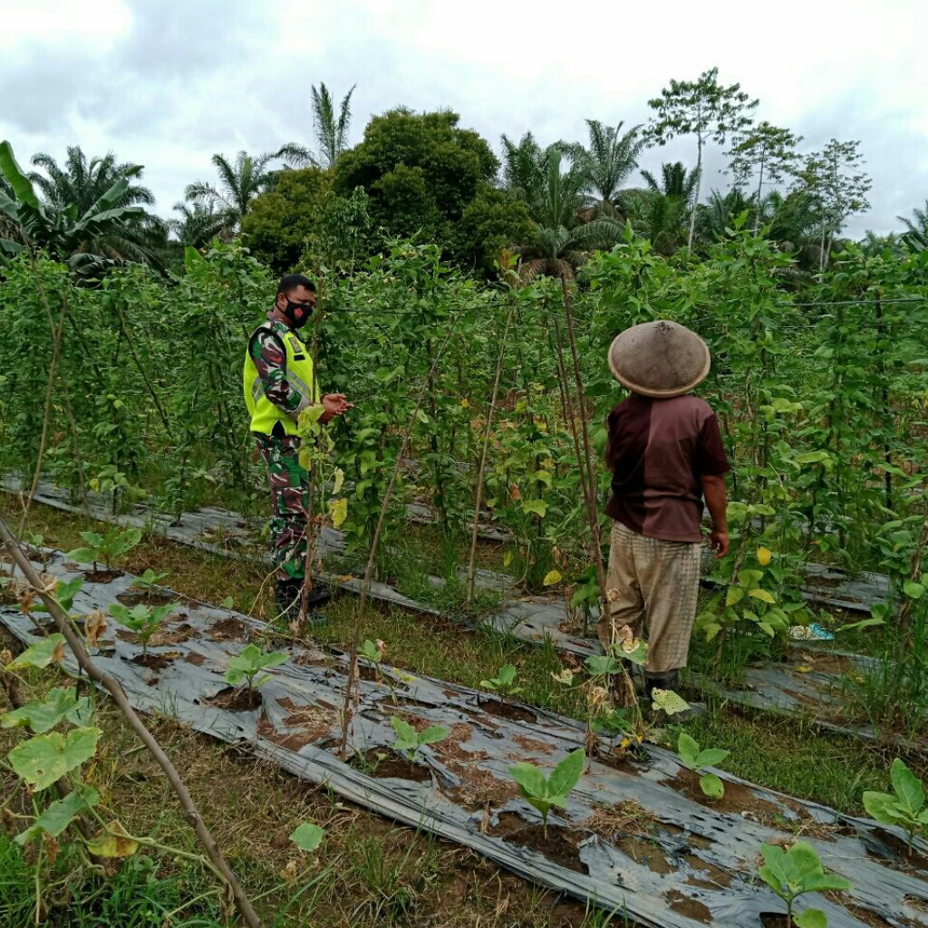 Serda Wawan Arianto Komsos Pendampingan pada Petani Kacang Panjang