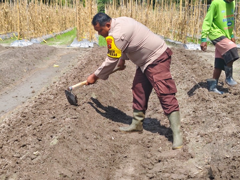 Sinergi Polri dan Petani di Seberida: Tanam Bayam-Kangkung untuk Ketahanan Pangan
