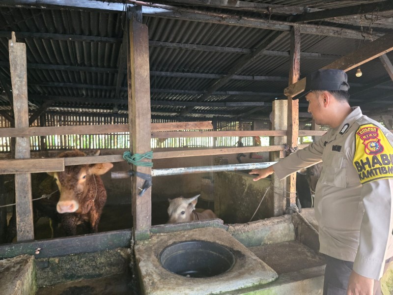 Seberida Kuatkan Ketahanan Pangan dari Kandang Sapi Warga