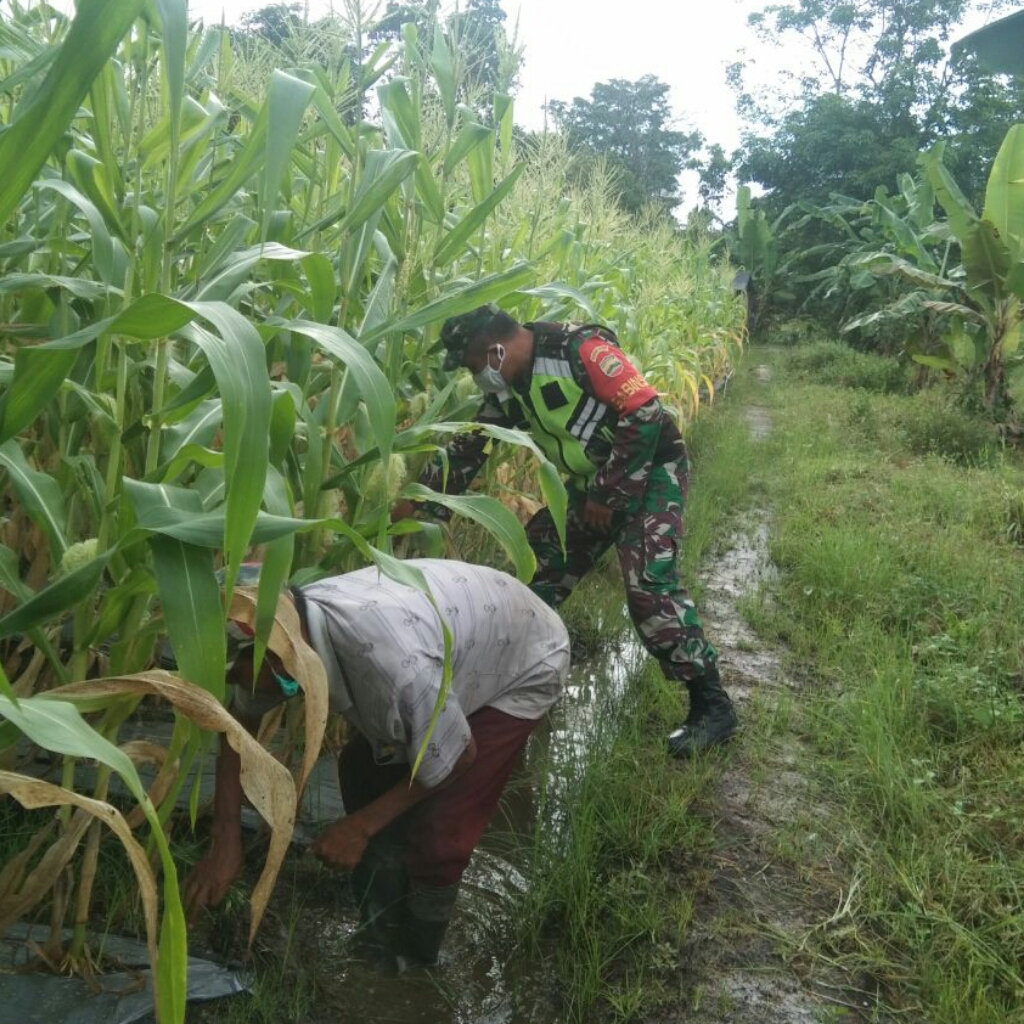 Babinsa Sertu Mujalal, Bantu Warga Bersihkan Kebun Jagung di Desa Beligan