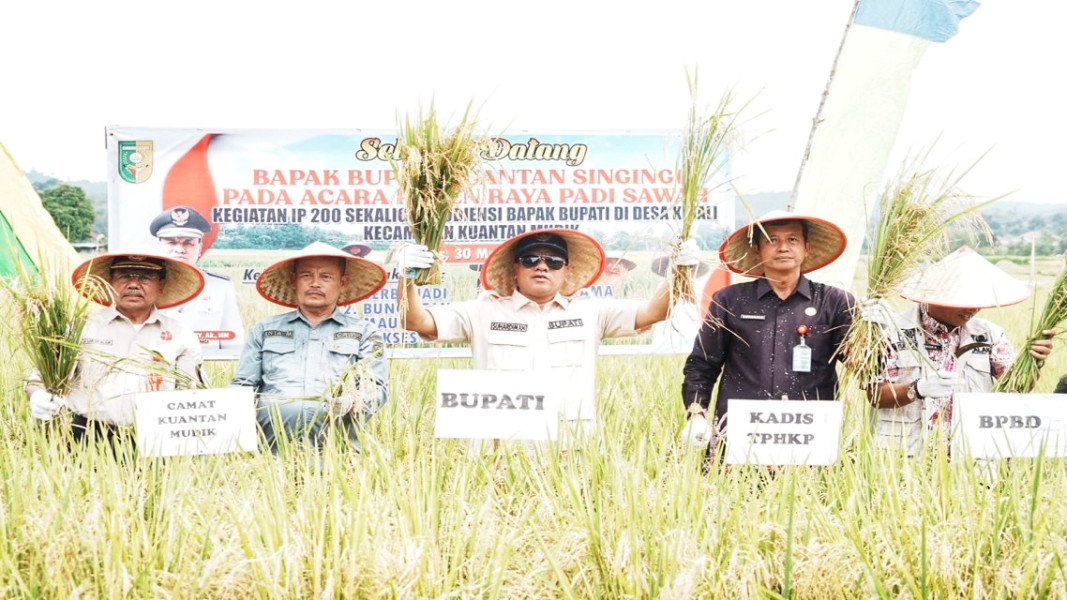 Audiensi Sekaligus Panen Raya, Bupati Suhardiman Targetkan Indeks Pertanaman Di Kinali Meningkat Dan Mampu Swasembada Pangan