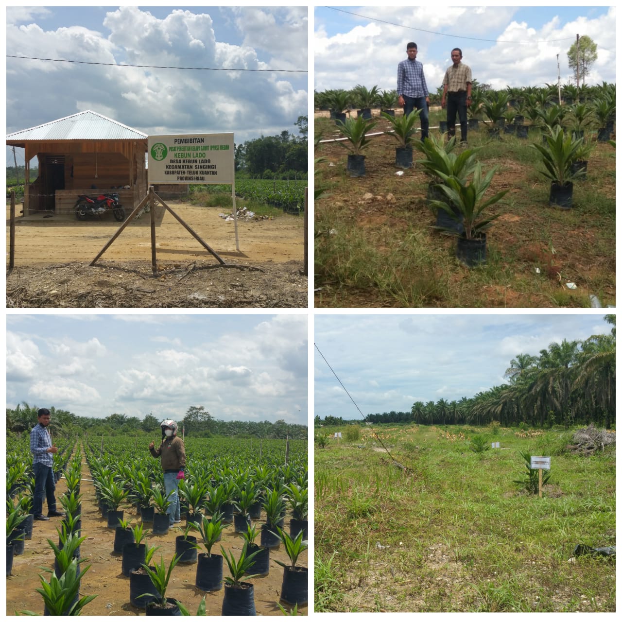290.111 Bibit Telah Disalurkan PPKS, Petani: Bibit Bagus dan Sesuai dengan Keinginan Kami