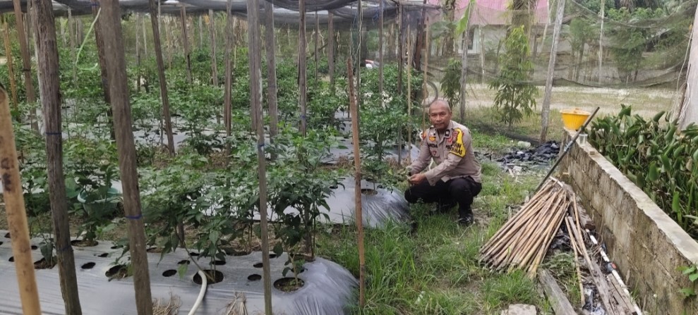 Kegiatan Edukasi Budidaya Tanaman Cabe sebagai Upaya Penguatan Ketahanan Pangan Mandiri Desa Titian Resak.