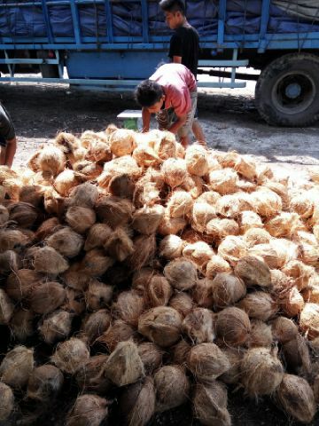 Petani Inhil Keluhkan Harga Kelapa Pecah di Angka 3.000/Kg
