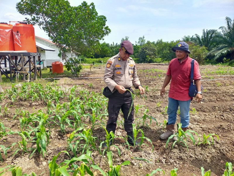 AKP Jumri Dampingi Petani Pantau Tanaman Jagung di Lahan PT Oscar Investama, Wujud Nyata Dukungan Polri terhadap Swasembada Pangan