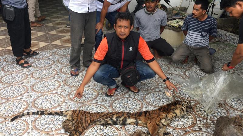 Polda Riau Tangkap Tiga Pelaku Perdagangan Kulit dan Organ Harimau Sumatera di Inhu