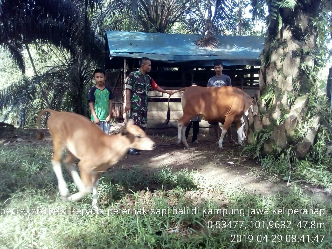 Kunjungi Warga Dusun Kampung Jawa Babinsa Pelajari Cara Beternak Sapi