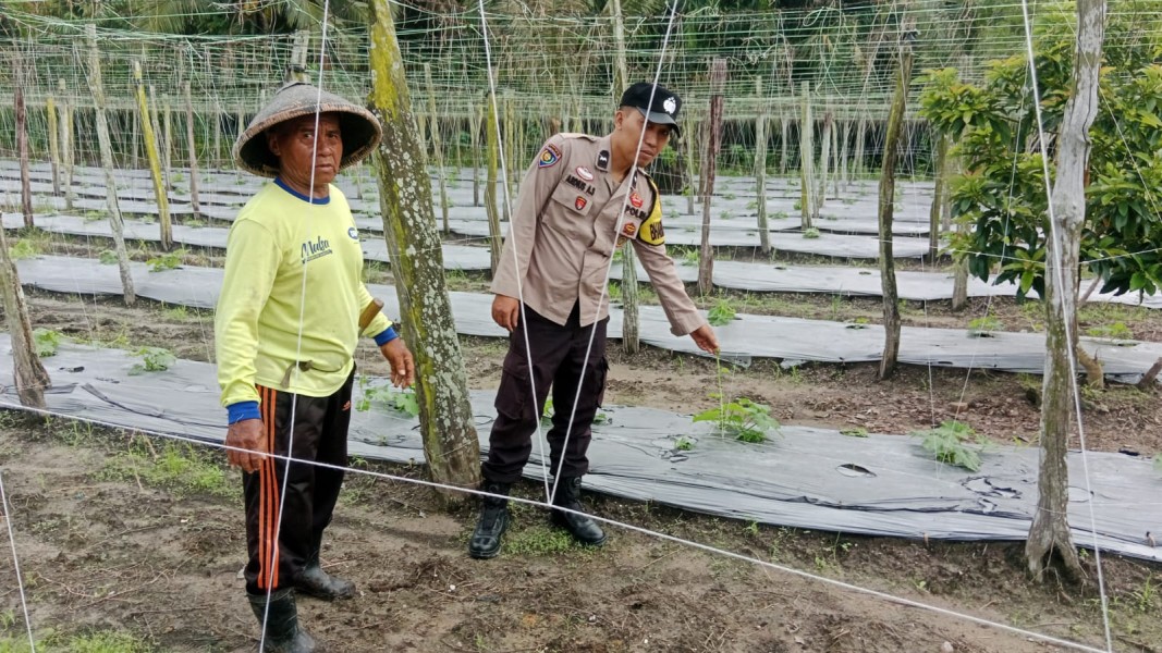 Bhabinkamtibmas Polsek Seberida Dorong Ketahanan Pangan Lewat Budidaya Gambas