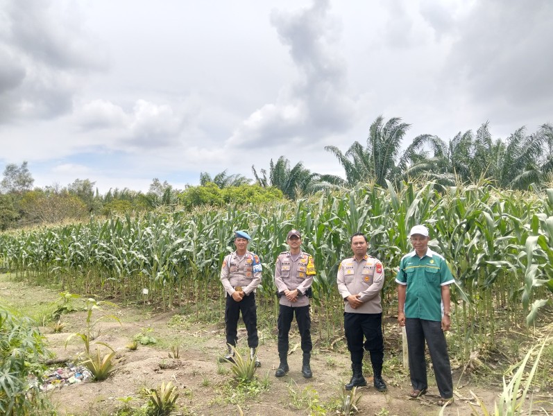 Polsek Kateman Tinjau Pertumbuhan Jagung dan Estimasi Panen September, Dukung Program Asta Cita Ketahanan Pangan Nasional