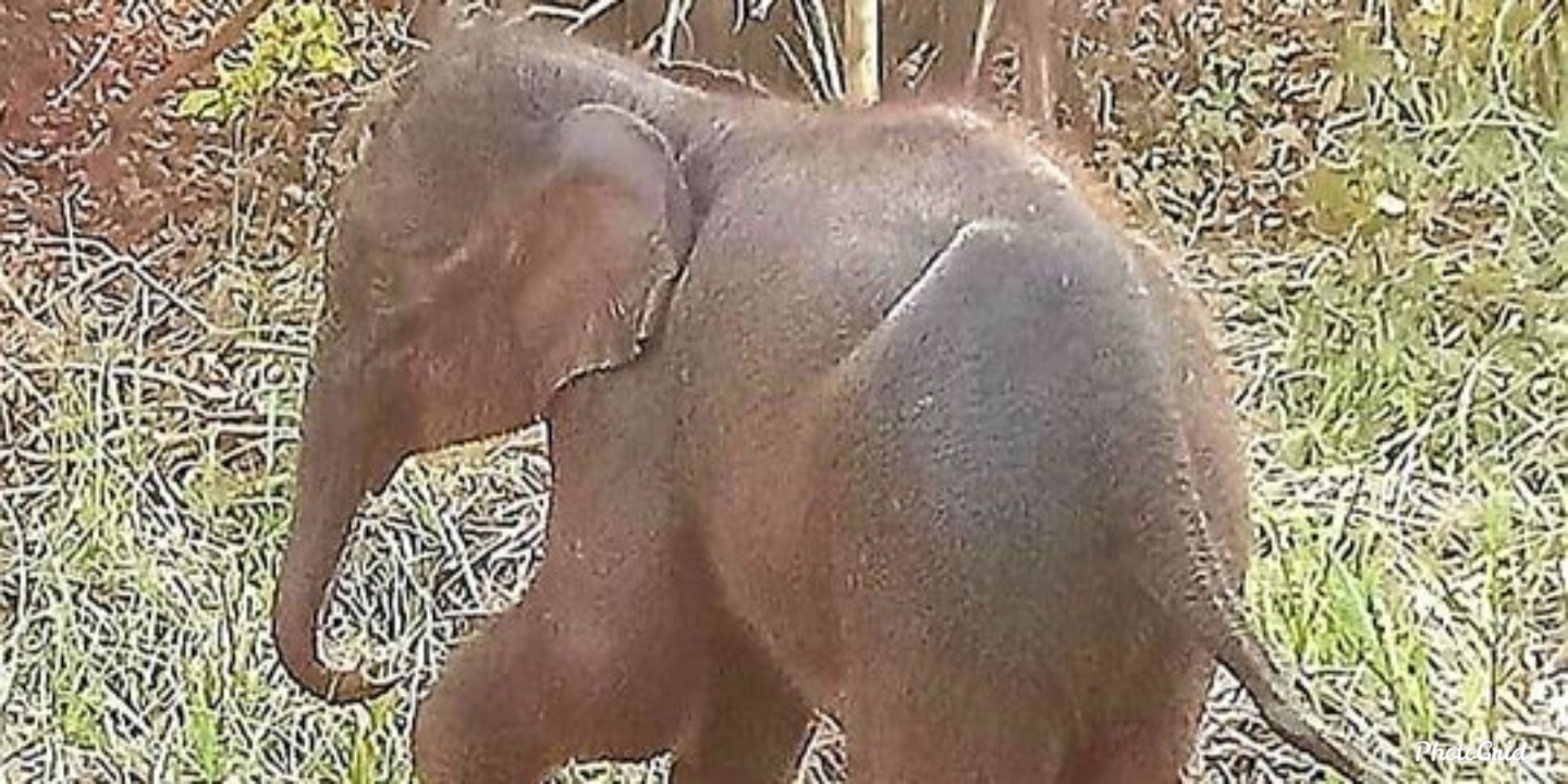 Berhari-hari Terkena Jeratan, Kondisi Anak Gajah di Inhu Mengenaskan