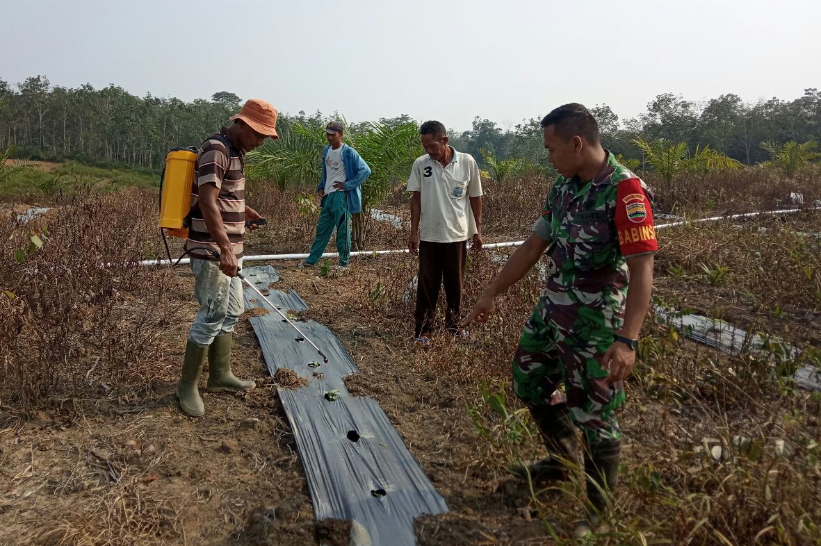 Bersama Masyarakat Babinsa Kopda Dian Manfaatkan Lahan Tumpang Sari Tanam Semangka 1 Hektar