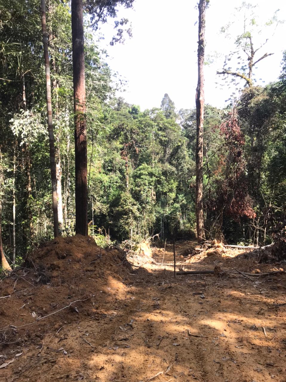 Polsek Hulu Kuantan Lakukan Operasi Gabungan Pemberantasan Ilegal Logging  Perambahan Kawasan Hutan Lindung Bukit Tabandang