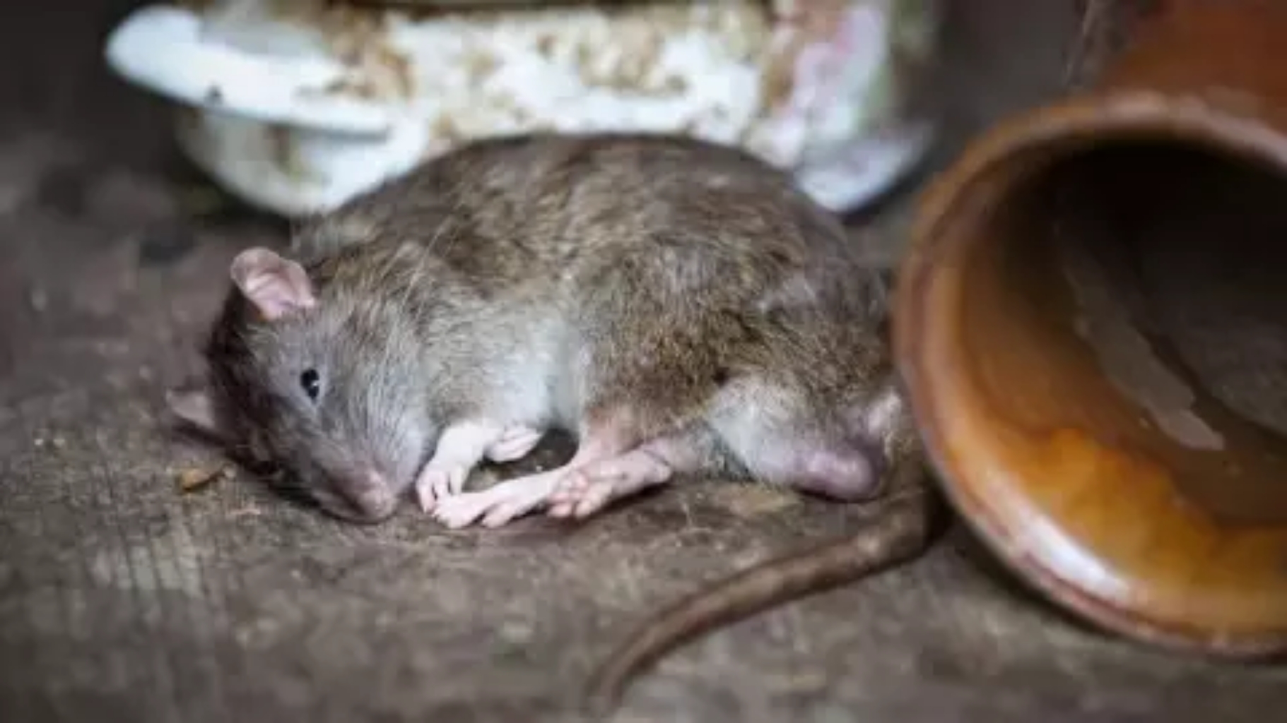Gak Perlu Racun! Cukup Bahan Murah Ini Tikus Musnah Sampai Dedengkotnya