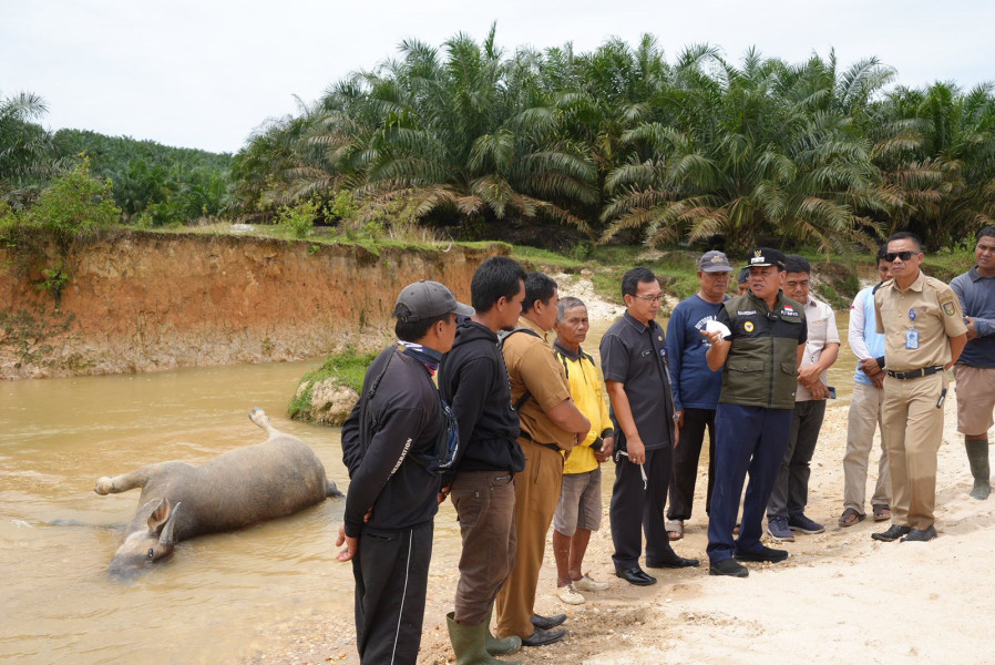 Penyakit Ternak Ngorok Mudah Menular Suhardiman Ingatkan Peternak Bagian Hilir Sungai Kukok Waspada