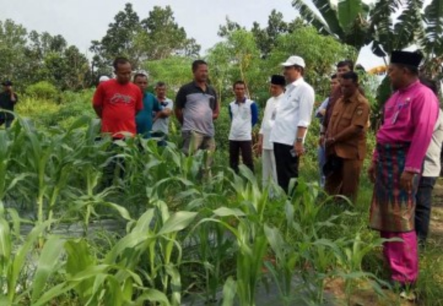 Lebih Menguntungkan, Pemprov Riau Ajak Petani Sawit Beralih Tanam Singkong