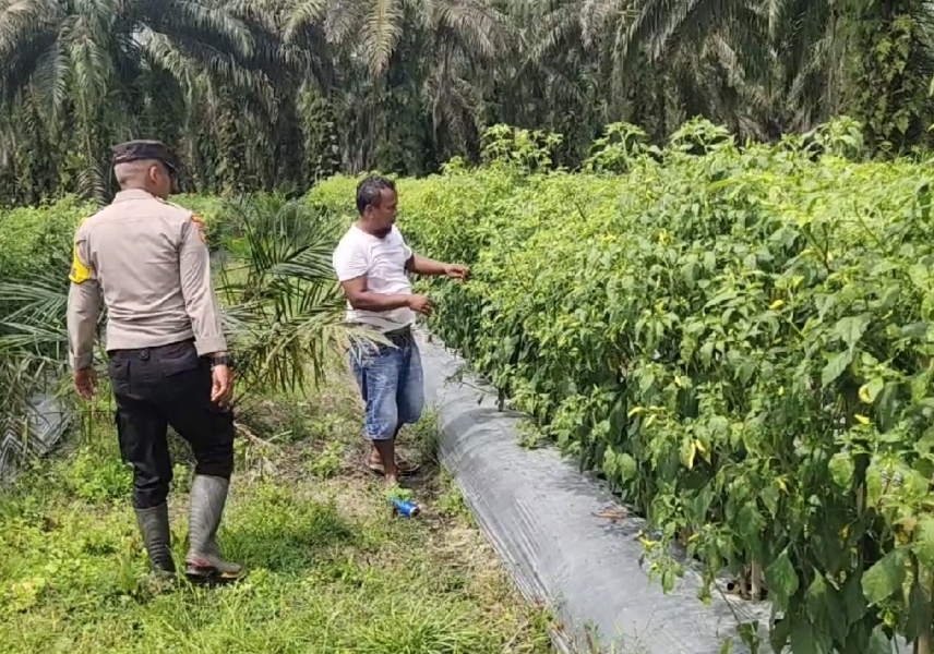 AIPTU Anda Jas Sambangi Warga, Ajak Kembangkan Pertanian Mandiri