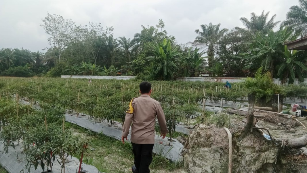 Polsek Seberida Dukung Ketahanan Pangan Nasional, Bhabinkamtibmas Dorong Warga Budidaya Cabai Merah