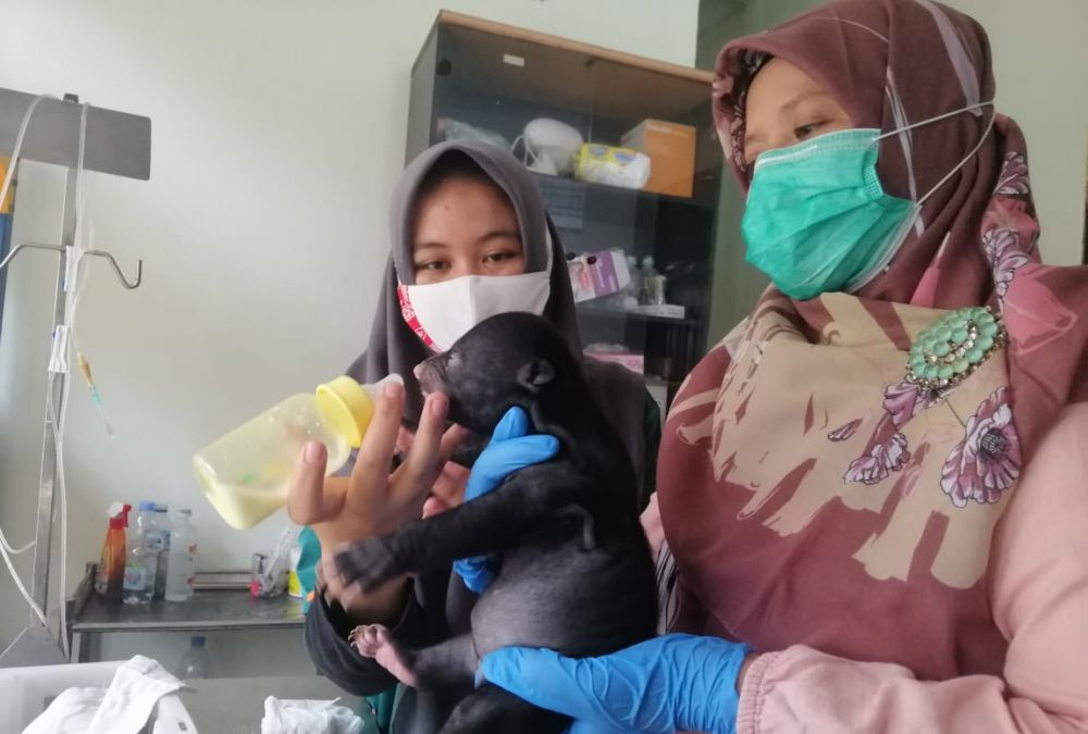 BBKSDA Riau Evakuasi Anak Beruang Madu di Kuansing