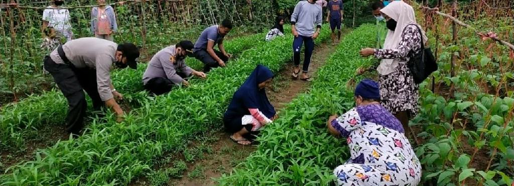 Kapolsek Kuantan Mudik Ikut Panen Sayur di Kampung Tangguh