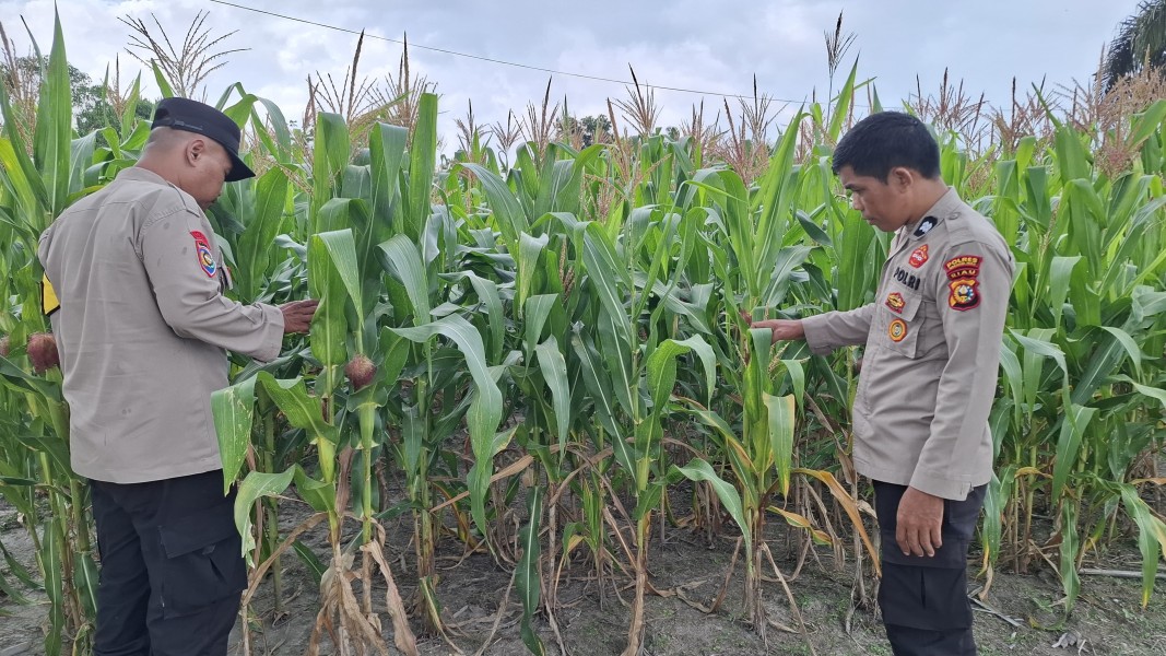Jagung Pipil, Dukung Program Ketahanan Pangan 2026
