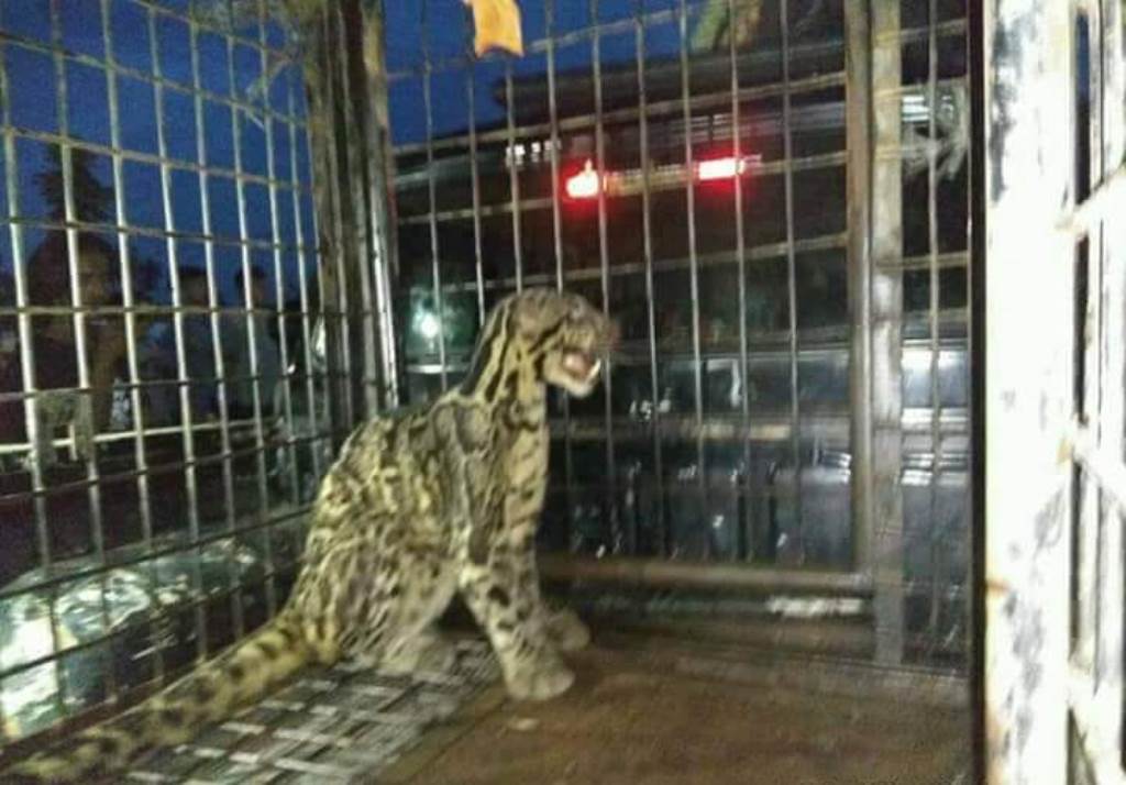 Macan Dahan Masuk ke Kolong Rumah Warga Rengat, BBKSDA Riau Turun Tangan