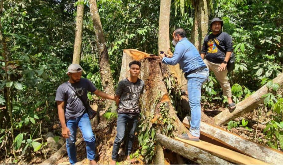 Polres Kampar Tangkap 2 Pelaku Illegal Logging di Kawasan Cagar Alam Bukit Bungkuk Kuok