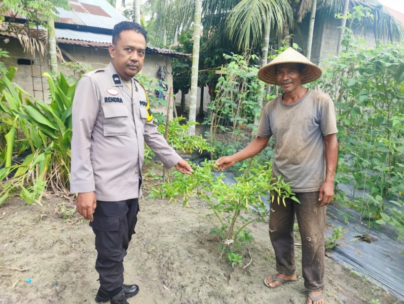 Dukung Ketahanan Pangan, Bhabinkamtibmas Seberida Monitoring Tanaman Cabe Warga