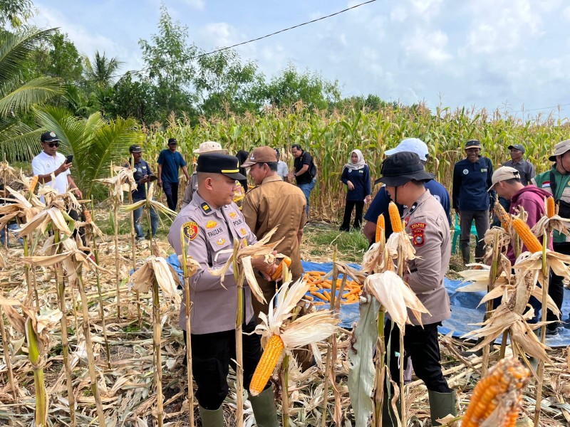 Panen Jagung di Desa Sungai Teritip, Dukung Program Asta Cita Presiden RI
