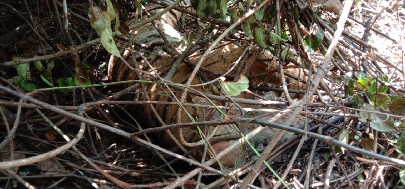 Terjerat Kawat, Harimau Ditemukan Mati di Kebun Sawit Siak