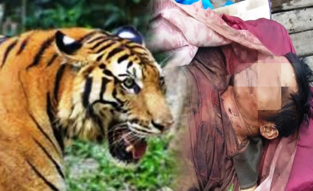 Warga Desa Pasir Mas Inhil Tewas Diterkam Harimau Sumatera Saat Mencari Kayu