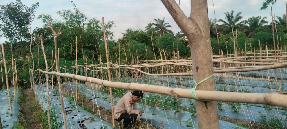 Polsek Batang Gansal Tinjau Pekarangan Pangan Bergizi Desa Percontohan di Seberida