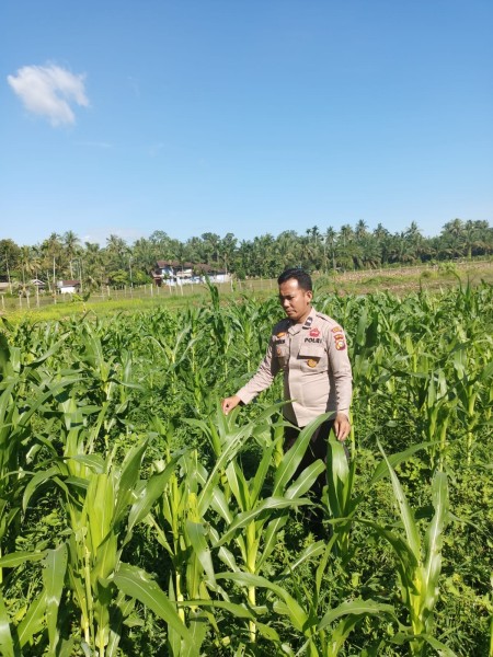 Polsek Kuantan Mudik Cek Perkembangan Tanaman Jagung Pipil Dukung Swasembada Pangan 2026