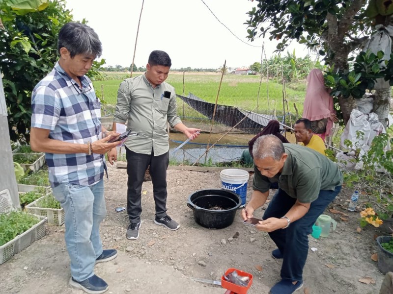 Panen Diseminasi Budidaya  Ikan Baung Kerjasama  PKLH UIR-BPPM PT AA di Kampung Muara Kelantan Siak