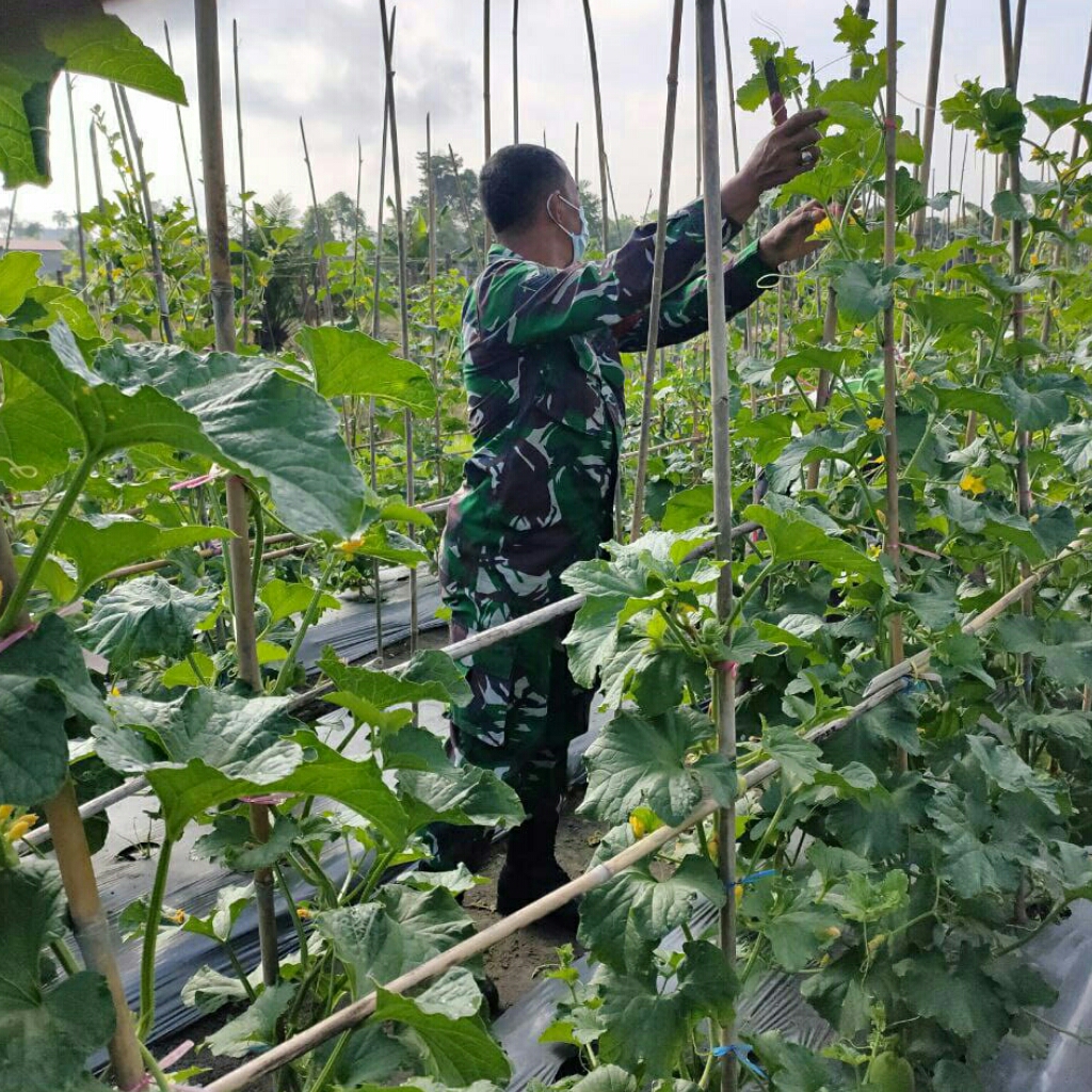 Awali Tahun Baru, TNI Semakin Bersemangat Bantu Petani