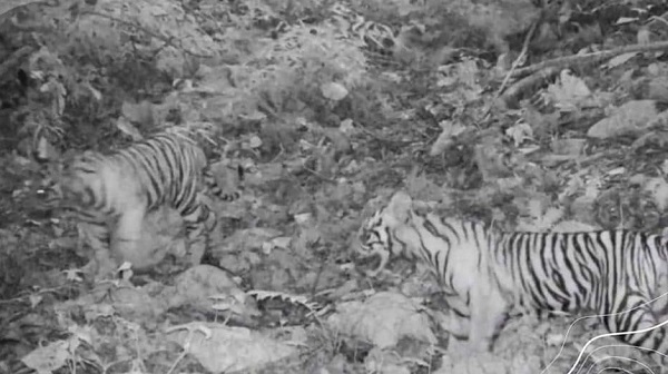 Tiga Anak Harimau Terekam Kamera di Bukit Tiga Puluh Riau
