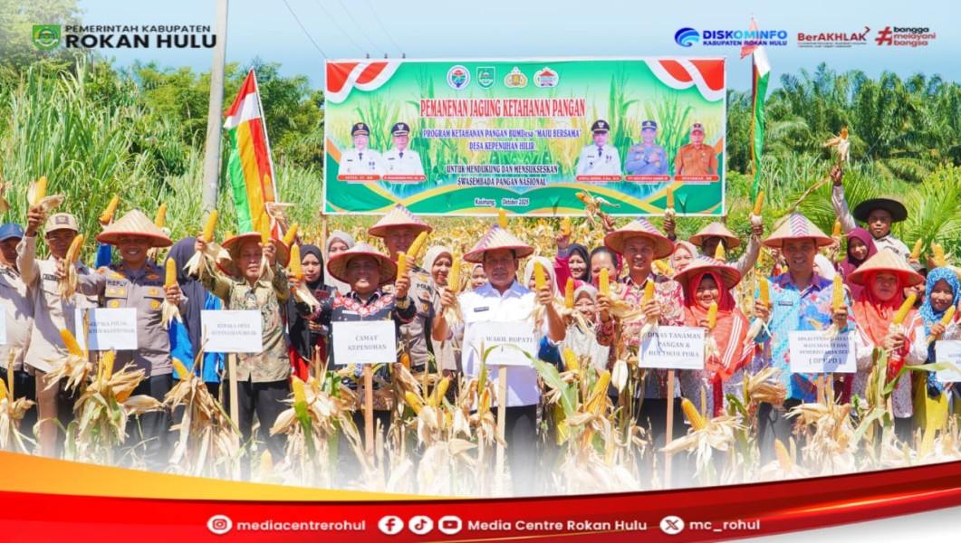 Dukung Program Ketahanan Pangan Nasional, Wabup Rohul Hadiri Panen Jagung di Desa Kepenuhan Hilir