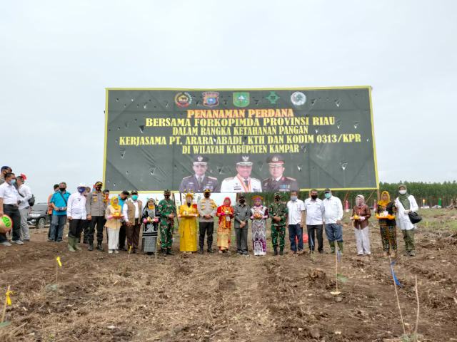 Gubernur Riau, Kapolda dan Danrem 031/WB, Tanam Bibit Jagung di Desa Bencah Kelubi