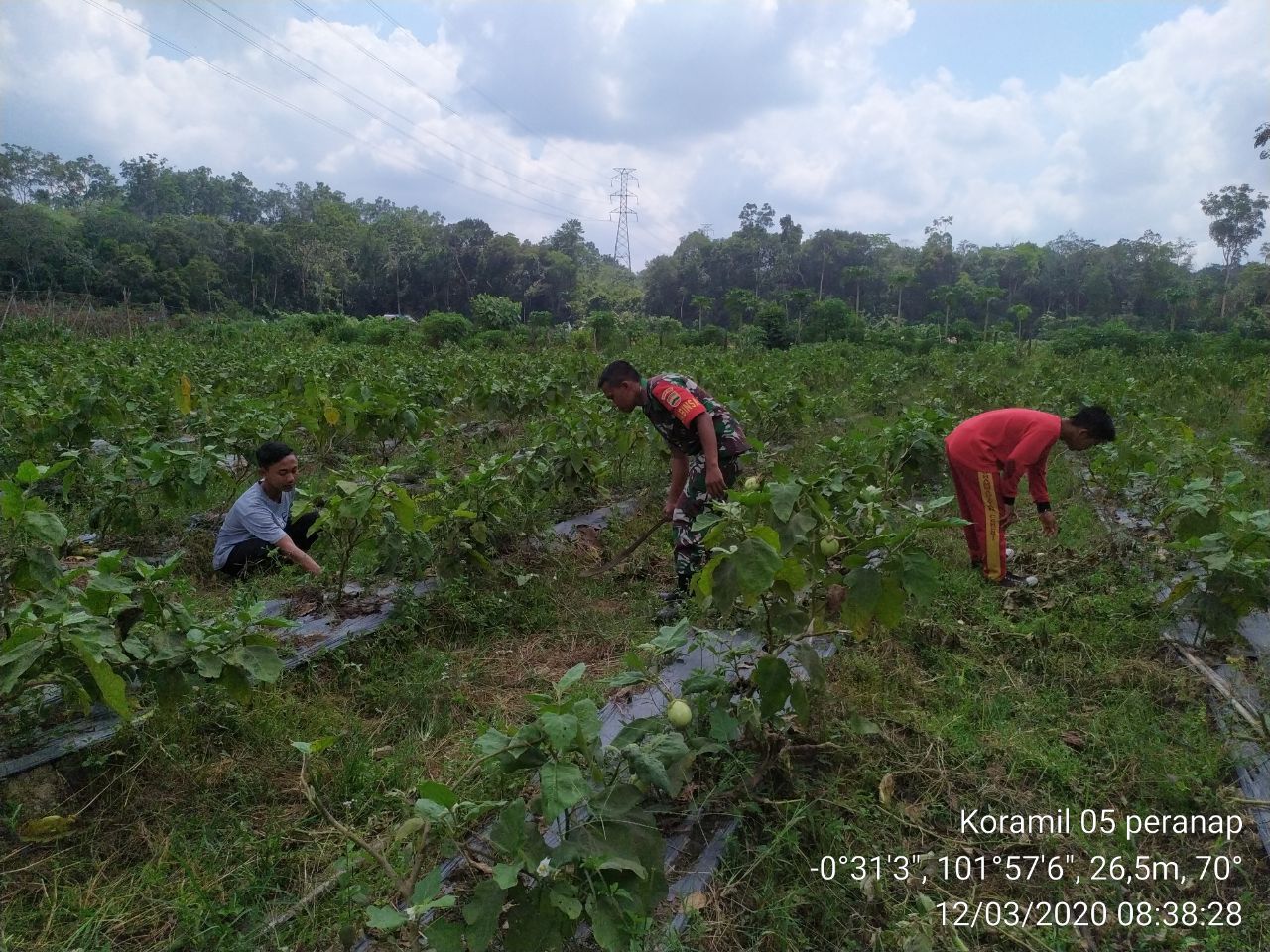 Datangi Warga Serda Wahyu Liquisa Bantu Petani Bersihkan Tumbuhan Jenis Palawija